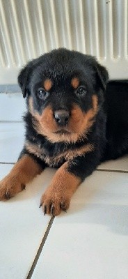 CHIOT